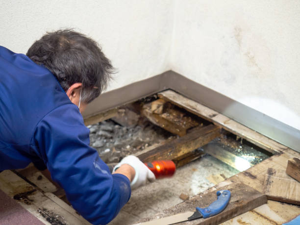 Best Post-Flood Mold Remediation in Barnesville, GA