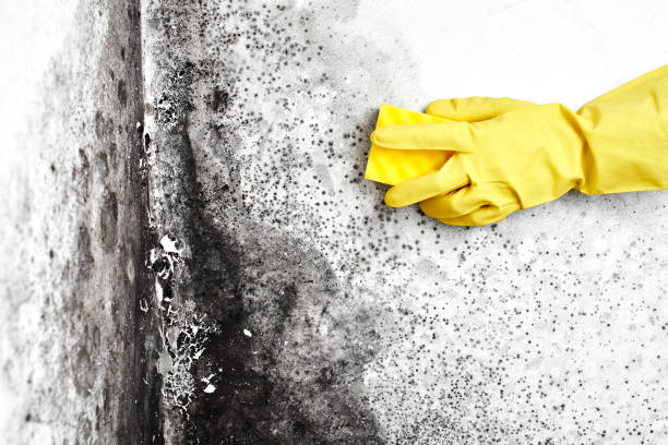 Professional Mold Remediation in Barnesville, GA