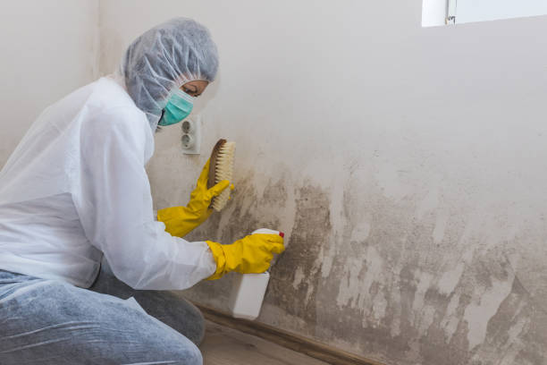 Best White Mold Remediation in Barnesville, GA