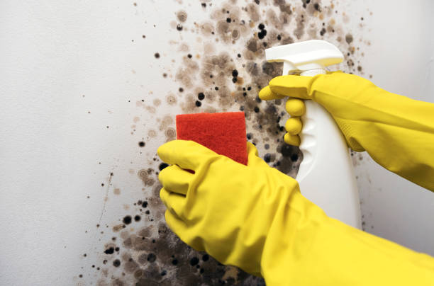 Trusted Barnesville, GA Mold Remediation Experts