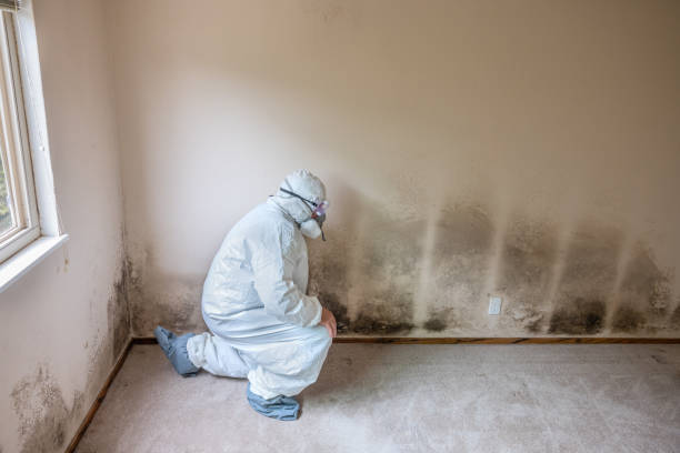 Best Commercial Mold Remediation in Barnesville, GA